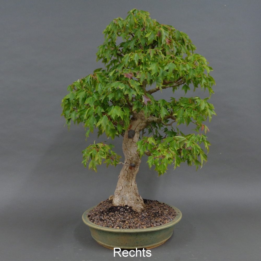Acer buergerianum rechts